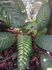 Dieffenbachia