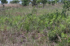 Pteridium centrali-africanum