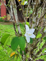 Bauhinia acuminata