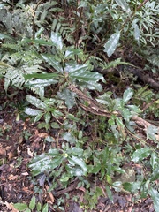 Helicia cochinchinensis