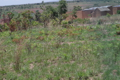 Pteridium centrali-africanum