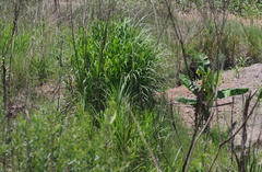 Cenchrus purpureus