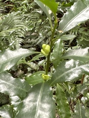 Helicia cochinchinensis