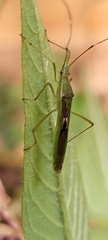 Leptocorisa