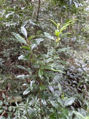 Helicia cochinchinensis