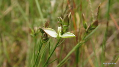 Polygala illepida