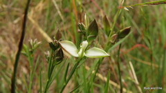 Polygala illepida