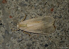 Halysidota