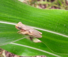 Dendropsophus microcephalus
