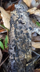 Annulohypoxylon truncatum