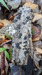 Annulohypoxylon truncatum