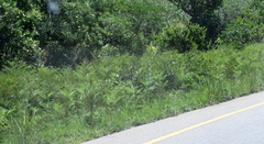 Pteridium centrali-africanum