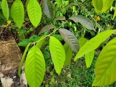 Hiraea fagifolia