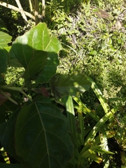 Solanum betaceum