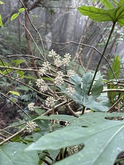 Fatsia polycarpa