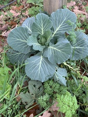Brassica