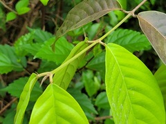 Hiraea fagifolia