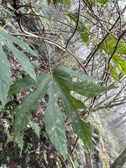 Fatsia polycarpa