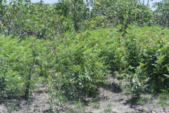 Pteridium centrali-africanum