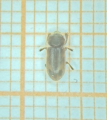 Heteroceridae