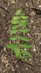 Euphorbia hypericifolia