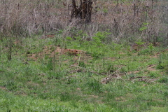 Pteridium centrali-africanum