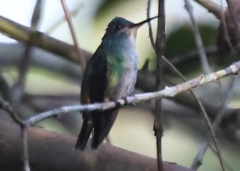 Chrysuronia oenone