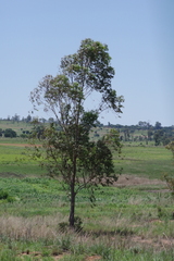Eucalyptus