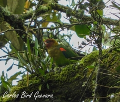 Hapalopsittaca amazonina