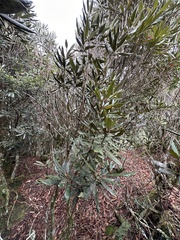 Rhododendron formosanum