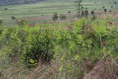 Pteridium centrali-africanum