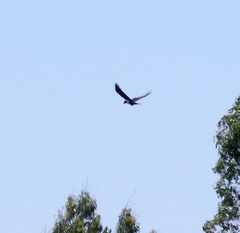 Corvus albus