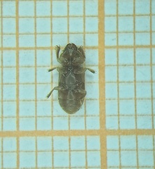 Heteroceridae