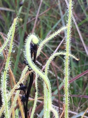 Drosera tracyi