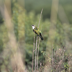 Chrysococcyx caprius