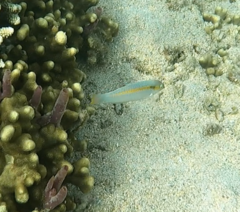 Halichoeres scapularis