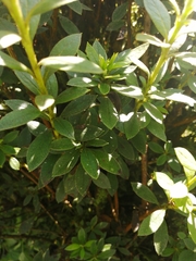 Rhododendron indicum