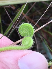 Drosera tracyi