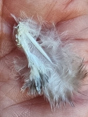 Melopsittacus undulatus