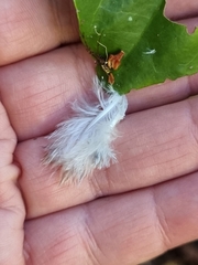 Melopsittacus undulatus