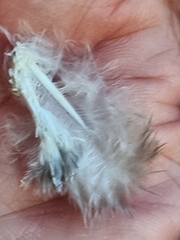 Melopsittacus undulatus