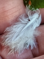 Melopsittacus undulatus