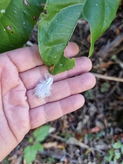 Melopsittacus undulatus