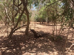 Varanus komodoensis