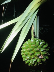Pandanus