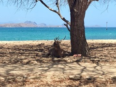 Rusa timorensis