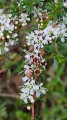 Kunzea leptospermoides