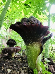 Amorphophallus