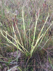 Drosera tracyi