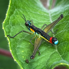 Paramastax duquei